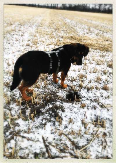 Hundetreffen-Spaziergang und Spielen-Bild