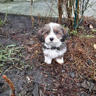 Hundetreffen-Welpentreffen-Bild