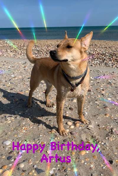 Wie kamst du zu deinem Hund?-Beitrag-Bild