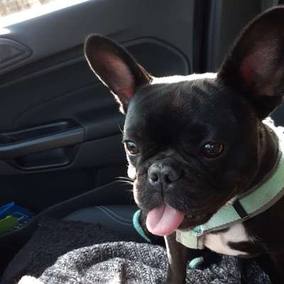 Hundetreffen-Wanted: Finja sucht Clide :-)-Bild