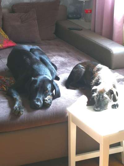 Hund aus dem Spanischen Tierschutz-Beitrag-Bild