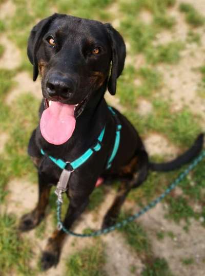 perfektes geschirr für die leinenführigkeit und bessere kontrolle?-Beitrag-Bild