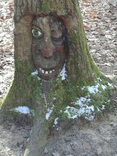 Bäume mit Gesicht-Beitrag-Bild