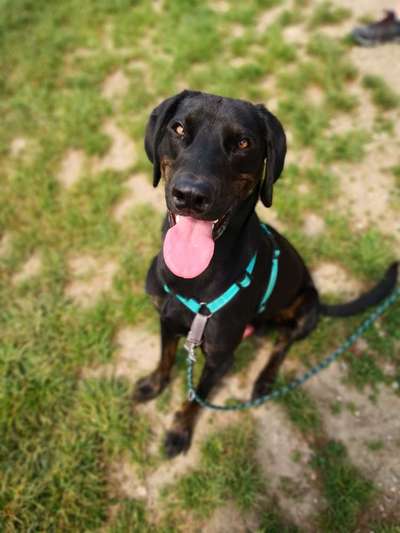 Fotochallenge Nr. 59 - Mein Hund zeigt die Zunge-Beitrag-Bild