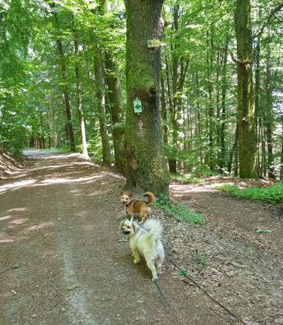 Hundetreffen-Spaziergang mit Hunden-Bild