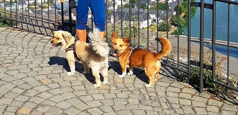 Hundetreffen-Spazieren mit Hund-Bild