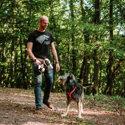 Hundetreffen-Gassirunde im Wald nach Absprache-Profilbild