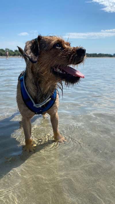 Dogorama Photo Challenge - schönster Gassiausblick-Beitrag-Bild