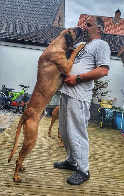 Rhodesian Ridgeback-Beitrag-Bild
