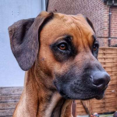 Rhodesian Ridgeback-Beitrag-Bild