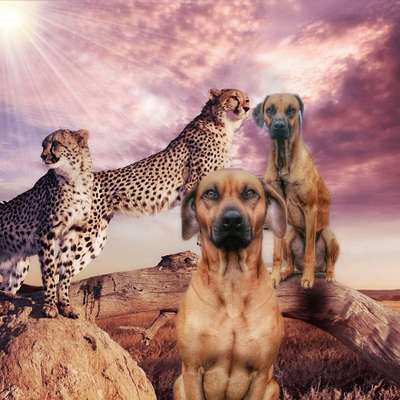 Rhodesian Ridgeback-Beitrag-Bild