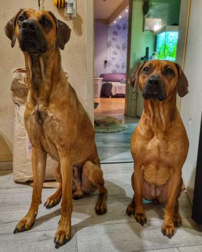 Rhodesian Ridgeback-Beitrag-Bild