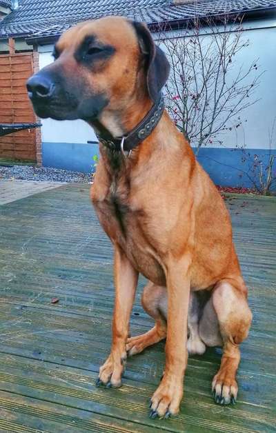 Rhodesian Ridgeback-Beitrag-Bild