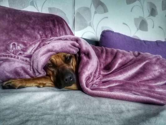 Rhodesian Ridgeback-Beitrag-Bild