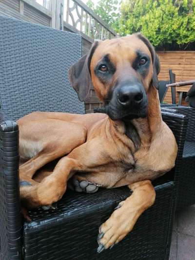 Rhodesian Ridgeback-Beitrag-Bild