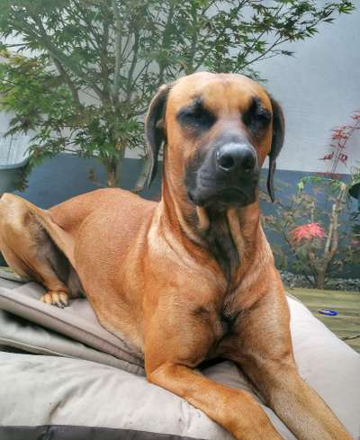 Rhodesian Ridgeback-Beitrag-Bild