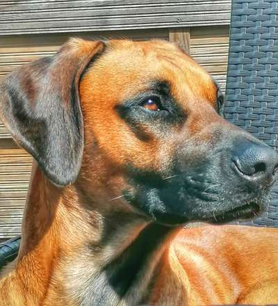 Rhodesian Ridgeback-Beitrag-Bild
