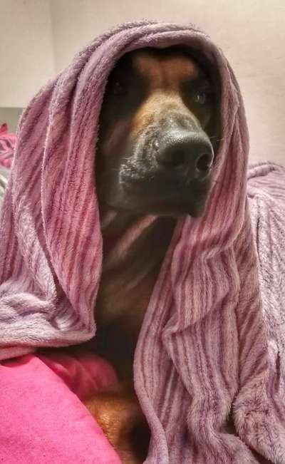 Rhodesian Ridgeback-Beitrag-Bild