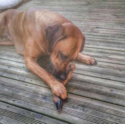 Rhodesian Ridgeback-Beitrag-Bild