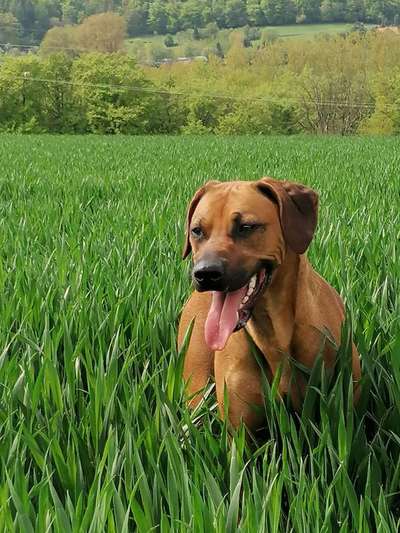 Die Dogorama Kalender Challenge 4/4-Beitrag-Bild