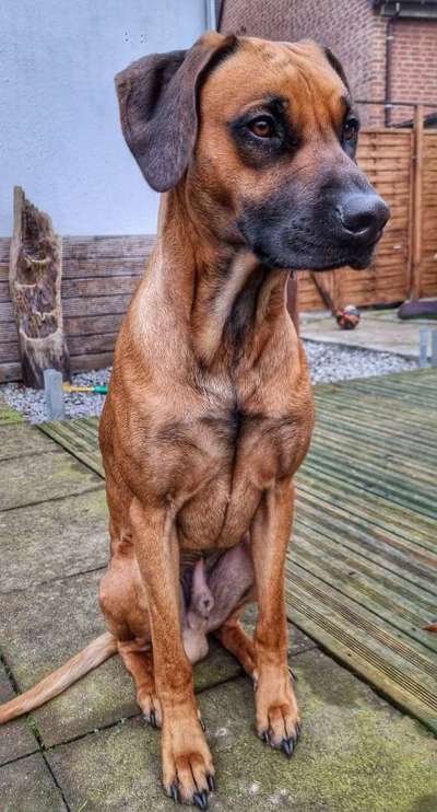 Rhodesian Ridgeback-Beitrag-Bild
