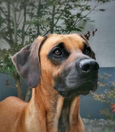 Rhodesian Ridgeback-Beitrag-Bild