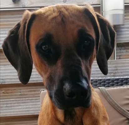 Rhodesian Ridgeback-Beitrag-Bild