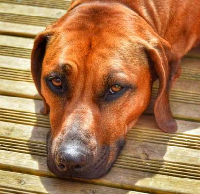 Rhodesian Ridgeback-Beitrag-Bild