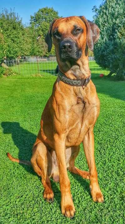 Rhodesian Ridgeback-Beitrag-Bild