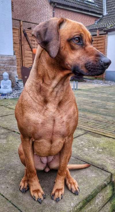 Rhodesian Ridgeback-Beitrag-Bild