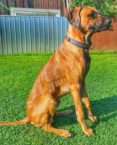 Rhodesian Ridgeback-Beitrag-Bild