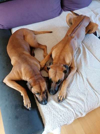 Rhodesian Ridgeback-Beitrag-Bild