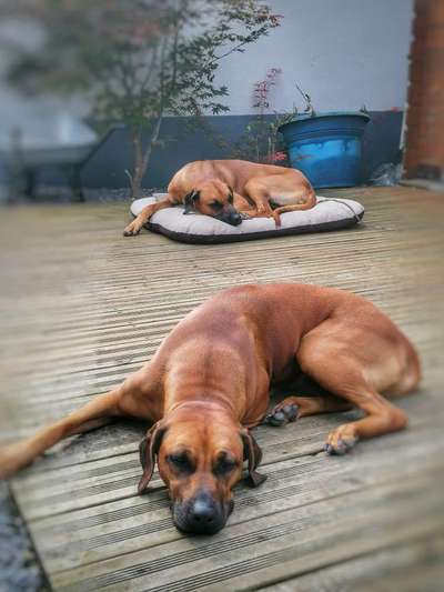 Rhodesian Ridgeback-Beitrag-Bild