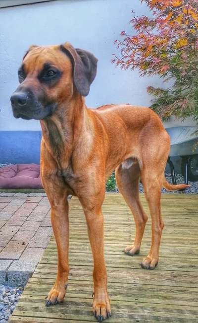 Rhodesian Ridgeback-Beitrag-Bild