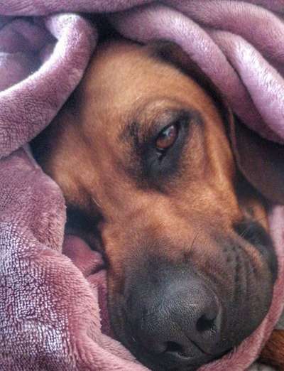 Rhodesian Ridgeback-Beitrag-Bild