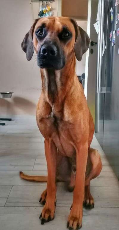 Rhodesian Ridgeback-Beitrag-Bild