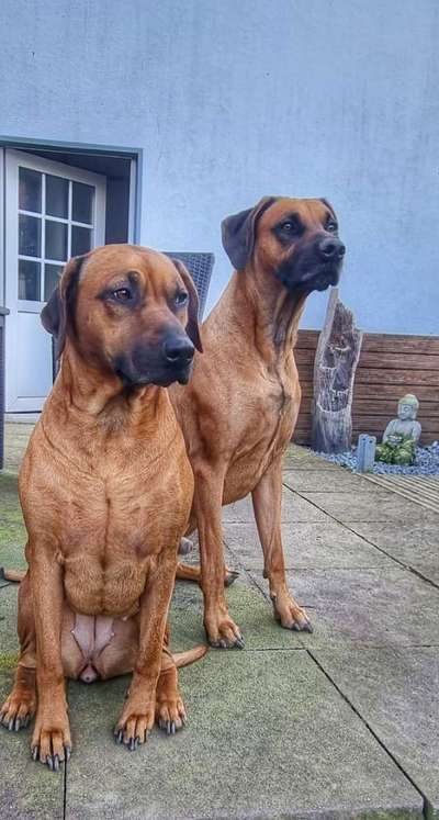 Rhodesian Ridgeback-Beitrag-Bild