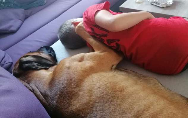 Rhodesian Ridgeback-Beitrag-Bild