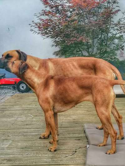 Rhodesian Ridgeback-Beitrag-Bild