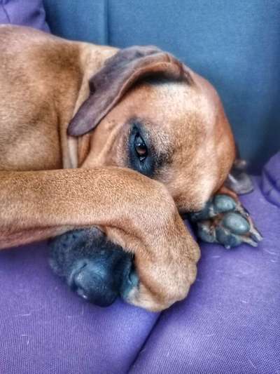 Rhodesian Ridgeback-Beitrag-Bild