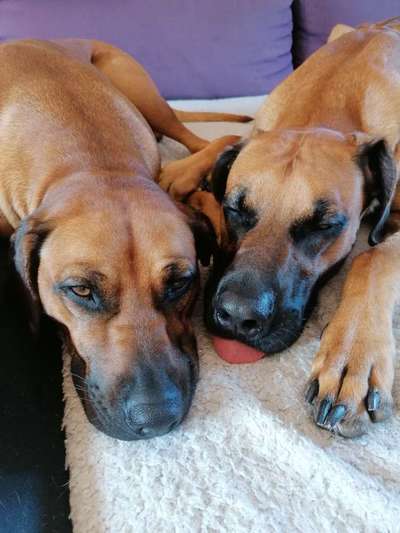 Rhodesian Ridgeback-Beitrag-Bild