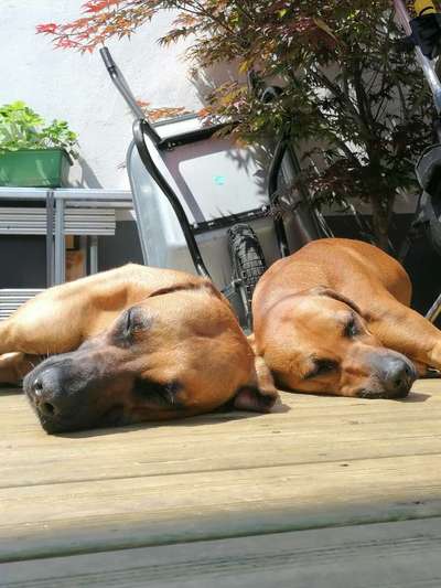 Rhodesian Ridgeback-Beitrag-Bild