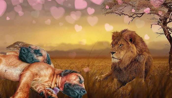 Rhodesian Ridgeback-Beitrag-Bild