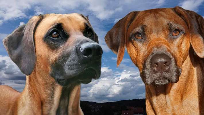 Rhodesian Ridgeback-Beitrag-Bild