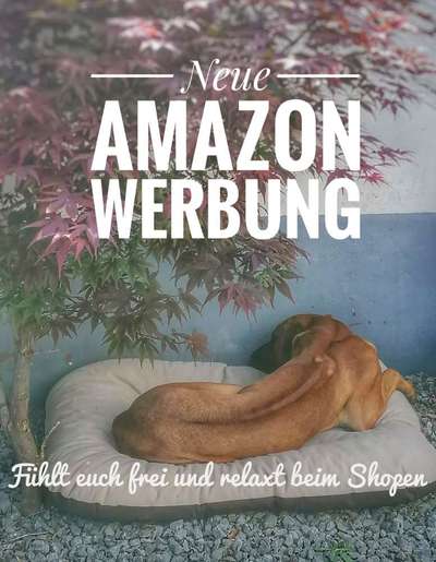 Rhodesian Ridgeback-Beitrag-Bild