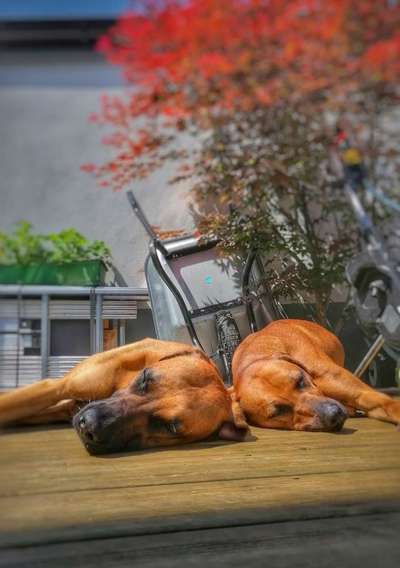 Rhodesian Ridgeback-Beitrag-Bild