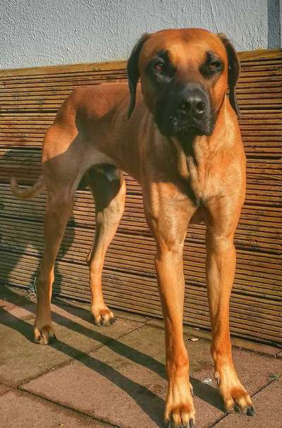 Rhodesian Ridgeback-Beitrag-Bild
