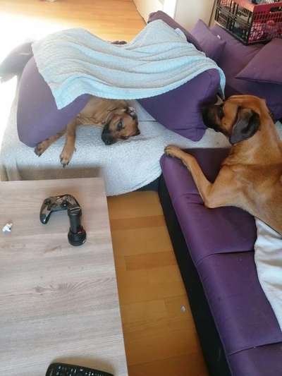 Rhodesian Ridgeback-Beitrag-Bild