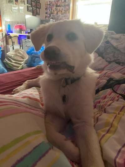 Lustigsten Grimassen von euren Hunden-Beitrag-Bild