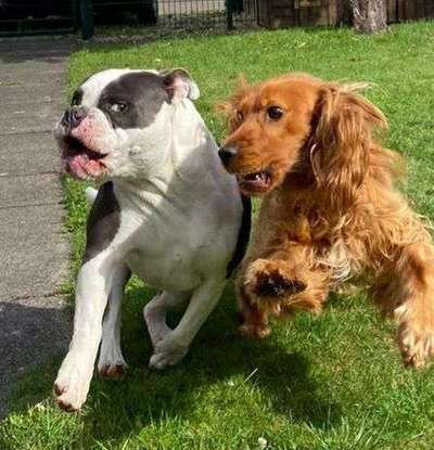 Dein Hund im Dogorama-Kalender 2021-Beitrag-Bild